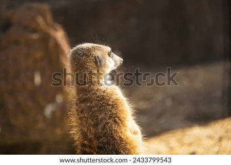 Portrait of an african meerkat, meerkats, guarding in the zoo