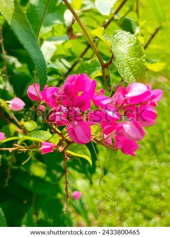 Stunning close-up of Antigonon Leptopus(Mexican creeper,Coral vine,Bee bush) pink flowers with leaves ultrahd hi-res  stock image photo picture selective focus vertical background top or aerial view