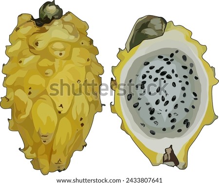 Yellow Dragon Fruit Vector Design Illustration