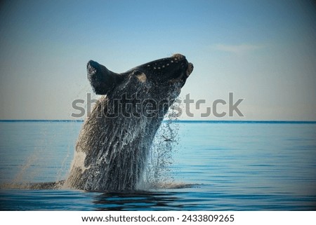 North Atlantic Right Whale (Eubalaena glacialis): The North Atlantic right whale is one of the most endangered large whale species. Royalty-Free Stock Photo #2433809265