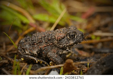 Houston Toad (Anaxyrus houstonensis): The Houston toad is a highly endangered species native to Texas. Habitat loss, drought, and diseases have contributed to its decline. Royalty-Free Stock Photo #2433812761