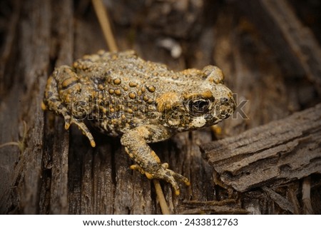 Houston Toad (Anaxyrus houstonensis): The Houston toad is a highly endangered species native to Texas. Habitat loss, drought, and diseases have contributed to its decline. Royalty-Free Stock Photo #2433812763