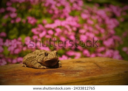 Houston Toad (Anaxyrus houstonensis): The Houston toad is a highly endangered species native to Texas. Habitat loss, drought, and diseases have contributed to its decline. Royalty-Free Stock Photo #2433812765