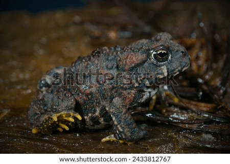 Houston Toad (Anaxyrus houstonensis): The Houston toad is a highly endangered species native to Texas. Habitat loss, drought, and diseases have contributed to its decline. Royalty-Free Stock Photo #2433812767