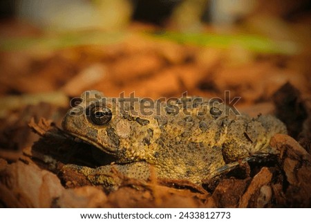Houston Toad (Anaxyrus houstonensis): The Houston toad is a highly endangered species native to Texas. Habitat loss, drought, and diseases have contributed to its decline. Royalty-Free Stock Photo #2433812773