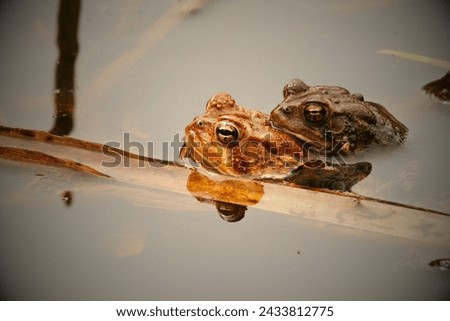 Houston Toad (Anaxyrus houstonensis): The Houston toad is a highly endangered species native to Texas. Habitat loss, drought, and diseases have contributed to its decline. Royalty-Free Stock Photo #2433812775