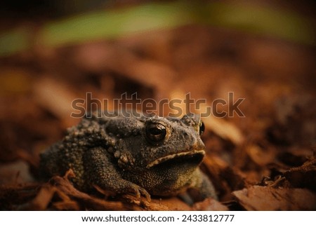 Houston Toad (Anaxyrus houstonensis): The Houston toad is a highly endangered species native to Texas. Habitat loss, drought, and diseases have contributed to its decline. Royalty-Free Stock Photo #2433812777