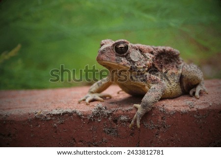 Houston Toad (Anaxyrus houstonensis): The Houston toad is a highly endangered species native to Texas. Habitat loss, drought, and diseases have contributed to its decline. Royalty-Free Stock Photo #2433812781