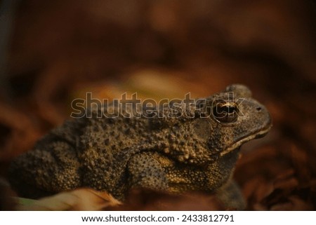 Houston Toad (Anaxyrus houstonensis): The Houston toad is a highly endangered species native to Texas. Habitat loss, drought, and diseases have contributed to its decline. Royalty-Free Stock Photo #2433812791