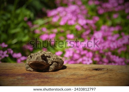 Houston Toad (Anaxyrus houstonensis): The Houston toad is a highly endangered species native to Texas. Habitat loss, drought, and diseases have contributed to its decline. Royalty-Free Stock Photo #2433812797