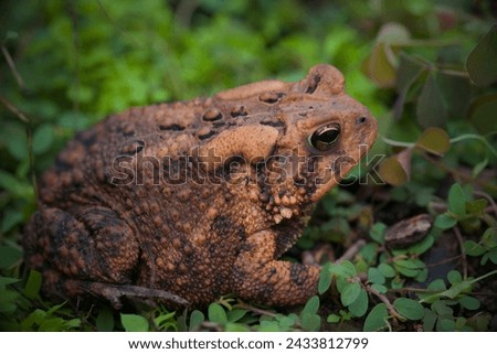 Houston Toad (Anaxyrus houstonensis): The Houston toad is a highly endangered species native to Texas. Habitat loss, drought, and diseases have contributed to its decline. Royalty-Free Stock Photo #2433812799