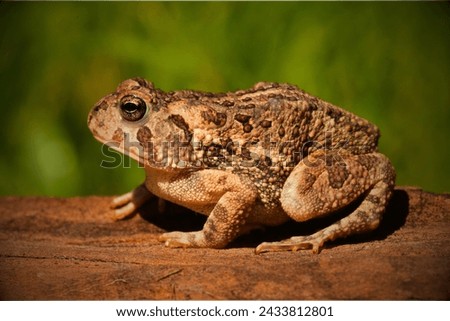 Houston Toad (Anaxyrus houstonensis): The Houston toad is a highly endangered species native to Texas. Habitat loss, drought, and diseases have contributed to its decline. Royalty-Free Stock Photo #2433812801