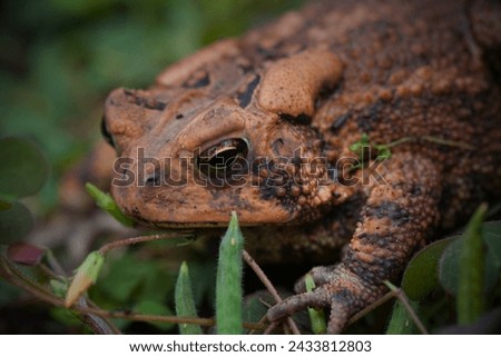 Houston Toad (Anaxyrus houstonensis): The Houston toad is a highly endangered species native to Texas. Habitat loss, drought, and diseases have contributed to its decline. Royalty-Free Stock Photo #2433812803