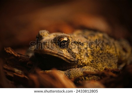Houston Toad (Anaxyrus houstonensis): The Houston toad is a highly endangered species native to Texas. Habitat loss, drought, and diseases have contributed to its decline. Royalty-Free Stock Photo #2433812805