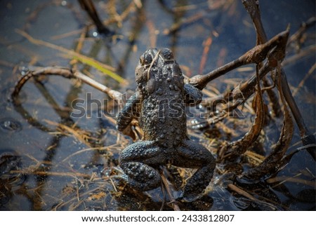 Houston Toad (Anaxyrus houstonensis): The Houston toad is a highly endangered species native to Texas. Habitat loss, drought, and diseases have contributed to its decline. Royalty-Free Stock Photo #2433812807