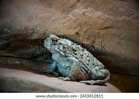 Houston Toad (Anaxyrus houstonensis): The Houston toad is a highly endangered species native to Texas. Habitat loss, drought, and diseases have contributed to its decline. Royalty-Free Stock Photo #2433812811