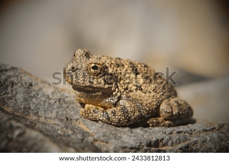Houston Toad (Anaxyrus houstonensis): The Houston toad is a highly endangered species native to Texas. Habitat loss, drought, and diseases have contributed to its decline. Royalty-Free Stock Photo #2433812813