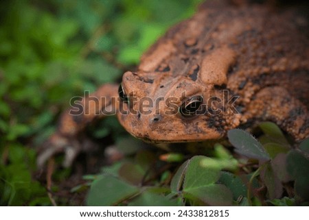 Houston Toad (Anaxyrus houstonensis): The Houston toad is a highly endangered species native to Texas. Habitat loss, drought, and diseases have contributed to its decline. Royalty-Free Stock Photo #2433812815