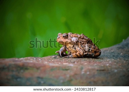 Houston Toad (Anaxyrus houstonensis): The Houston toad is a highly endangered species native to Texas. Habitat loss, drought, and diseases have contributed to its decline. Royalty-Free Stock Photo #2433812817
