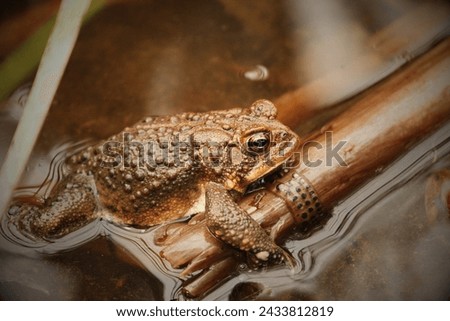 Houston Toad (Anaxyrus houstonensis): The Houston toad is a highly endangered species native to Texas. Habitat loss, drought, and diseases have contributed to its decline. Royalty-Free Stock Photo #2433812819