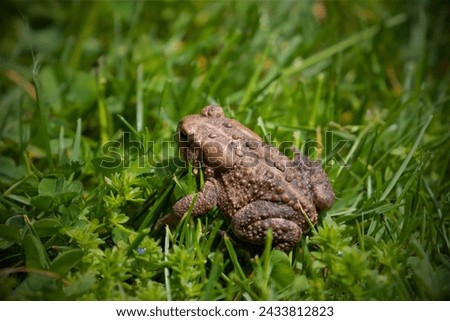 Houston Toad (Anaxyrus houstonensis): The Houston toad is a highly endangered species native to Texas. Habitat loss, drought, and diseases have contributed to its decline. Royalty-Free Stock Photo #2433812823