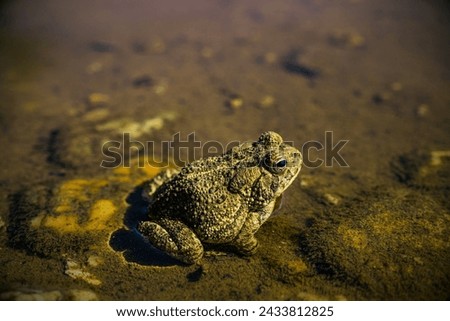 Houston Toad (Anaxyrus houstonensis): The Houston toad is a highly endangered species native to Texas. Habitat loss, drought, and diseases have contributed to its decline. Royalty-Free Stock Photo #2433812825
