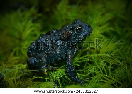 Houston Toad (Anaxyrus houstonensis): The Houston toad is a highly endangered species native to Texas. Habitat loss, drought, and diseases have contributed to its decline. Royalty-Free Stock Photo #2433812827