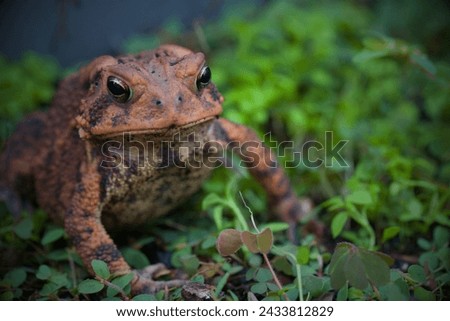 Houston Toad (Anaxyrus houstonensis): The Houston toad is a highly endangered species native to Texas. Habitat loss, drought, and diseases have contributed to its decline. Royalty-Free Stock Photo #2433812829