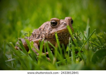 Houston Toad (Anaxyrus houstonensis): The Houston toad is a highly endangered species native to Texas. Habitat loss, drought, and diseases have contributed to its decline. Royalty-Free Stock Photo #2433812841