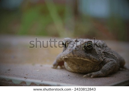 Houston Toad (Anaxyrus houstonensis): The Houston toad is a highly endangered species native to Texas. Habitat loss, drought, and diseases have contributed to its decline. Royalty-Free Stock Photo #2433812843