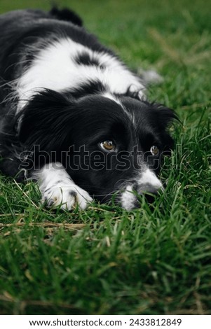 The black and white border collie has its head on the green grass and is posing with sad brown eyes. An adorable smart dog performs a trick while walking in the park