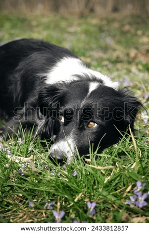 The black and white border collie has its head on the green grass with wild flowers and is posing with sad brown eyes. An adorable smart dog performs a trick while walking in spring park.