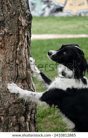 A black and white border collie puts its front paws on a tree trunk and poses. A smart dog does clever tricks in the park in the spring
