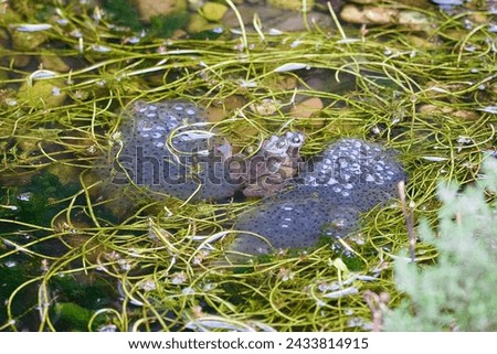 Common frogs joined together surrounded by frogspawn Royalty-Free Stock Photo #2433814915