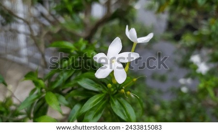 a small, bright white jasmine flower blooming around the house