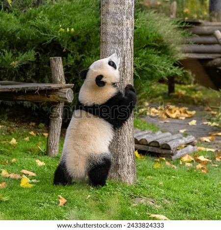 A baby giant panda climbing in a tree, funny animal