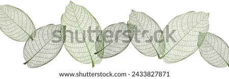 Beautiful background with leaves vein. Vector illustration. Royalty-Free Stock Photo #2433827871