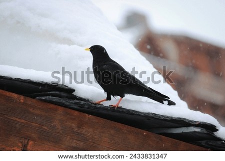Blackbird (Turdus merula) standing on a roof with snow. The blackbird is searching for food in the biggest ski area of Europe, Les 3 vallées, Val Thorens, Les Belleville, France.