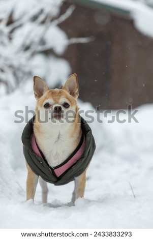 A small dog is standing in the snow wearing a pink and green jacket. The dog appears to be looking at the camera with a curious expression