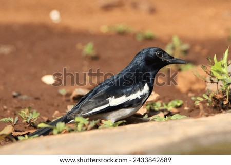 Mumbai, Maharashtra, India - March 3, 2024: Close up of an Oriental Magpie-Robin (Copsychus Saularis)