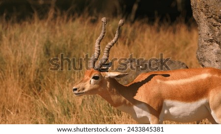 Antelope at wildlife park hd photo