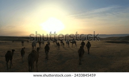 camel group in the desert