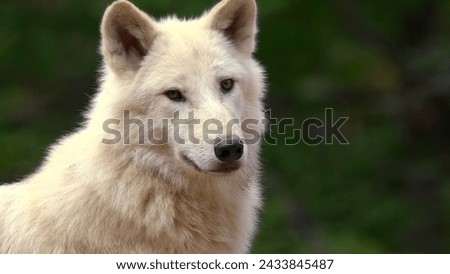 wild white wolf hd photo