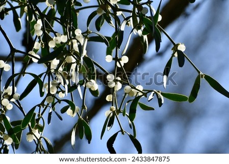 The European mistletoe in front of the blue sky in the sunny weather.
