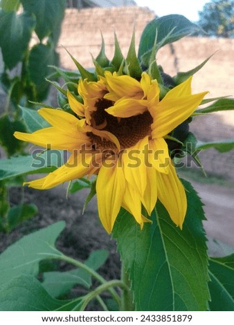  sunflower is typically the one that has a strong central stem with a large flower head that is fully open and facing the sun. Look for a sunflower with a sturdy stem and a larg