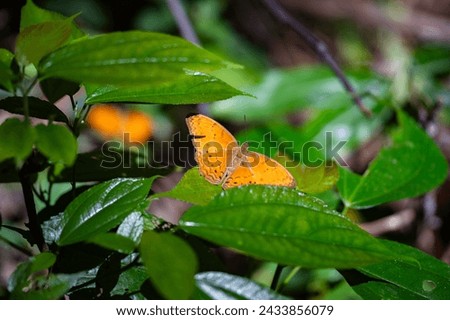 Orange butterfly sitting on green leaves, beautiful insect in the nature habitat, wildlife from Thailand.