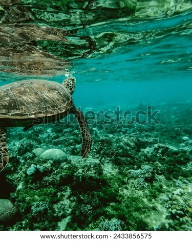 The Amazing Turtle in the clear ocean 
