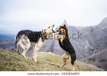 Two active funny dogs playing together in the mountains, domestic pets fighting with each other outside, beautiful pets outdoor