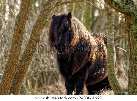 Frisky, stocky ponies from the Shetland and Orkney Islands. Kijkduin. Netherlands. Royalty-Free Stock Photo #2433861929