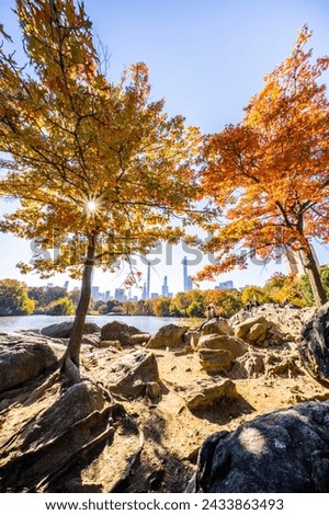 New York City fall foliage trees at Hernshead rock overlooking the Lake in Central Park with the New York skyline in the background. Royalty-Free Stock Photo #2433863493